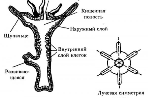 Настоящий сайт kraken